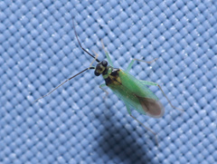 Cyrtorhinus lividipennis