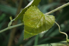 Vitis kelungensis