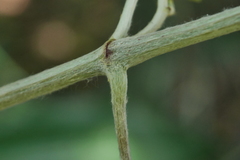 Vitis kelungensis