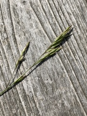 Festuca rubra rubra