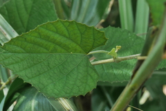Vitis kelungensis
