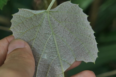 Vitis kelungensis
