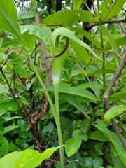 Arisaema tortuosum