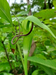 Arisaema tortuosum