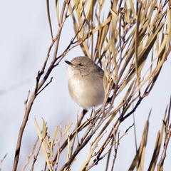 Acanthiza robustirostris