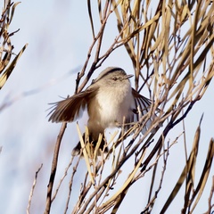 Acanthiza robustirostris