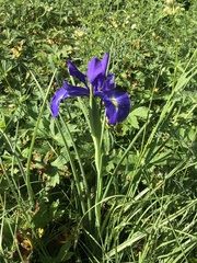 Iris latifolia