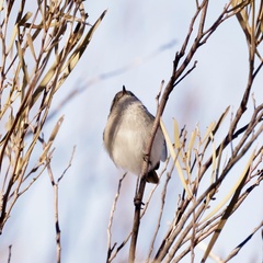 Acanthiza robustirostris