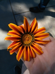Gazania linearis