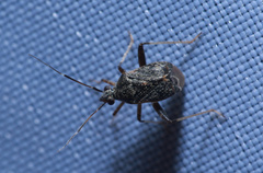 Charagochilus pallidicollis