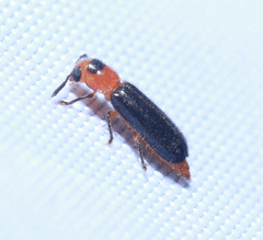 Tenerus