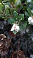 Arctostaphylos pacifica