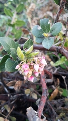 Arctostaphylos pacifica