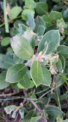 Arctostaphylos pacifica