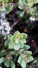 Arctostaphylos pacifica