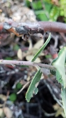 Arctostaphylos pacifica