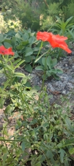 Papaver dubium