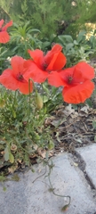Papaver dubium