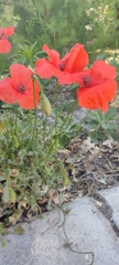 Papaver dubium