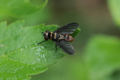 Pentatomophaga latifascia