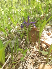 Iris uniflora