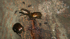 Pseudotorynorrhina japonica