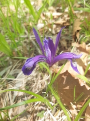 Iris uniflora