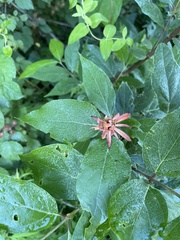 Calycanthus