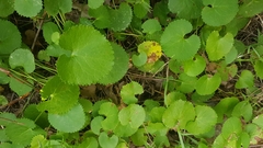 Centella eriantha