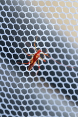 Ragwelellus rubrinus