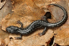 Aneides flavipunctatus