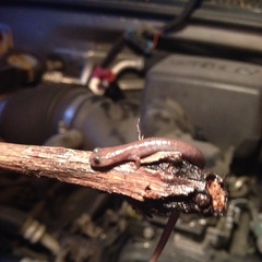 Batrachoseps major major