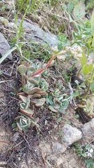 Sedum kiersteadiae
