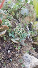 Sedum kiersteadiae