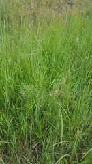 Poa subfastigiata