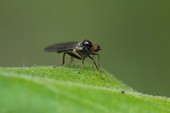 Hybotinae