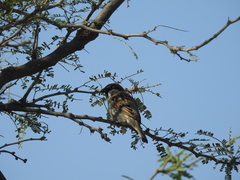 Passer domesticus