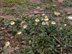 Dichaetophora campestris