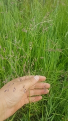 Poa subfastigiata