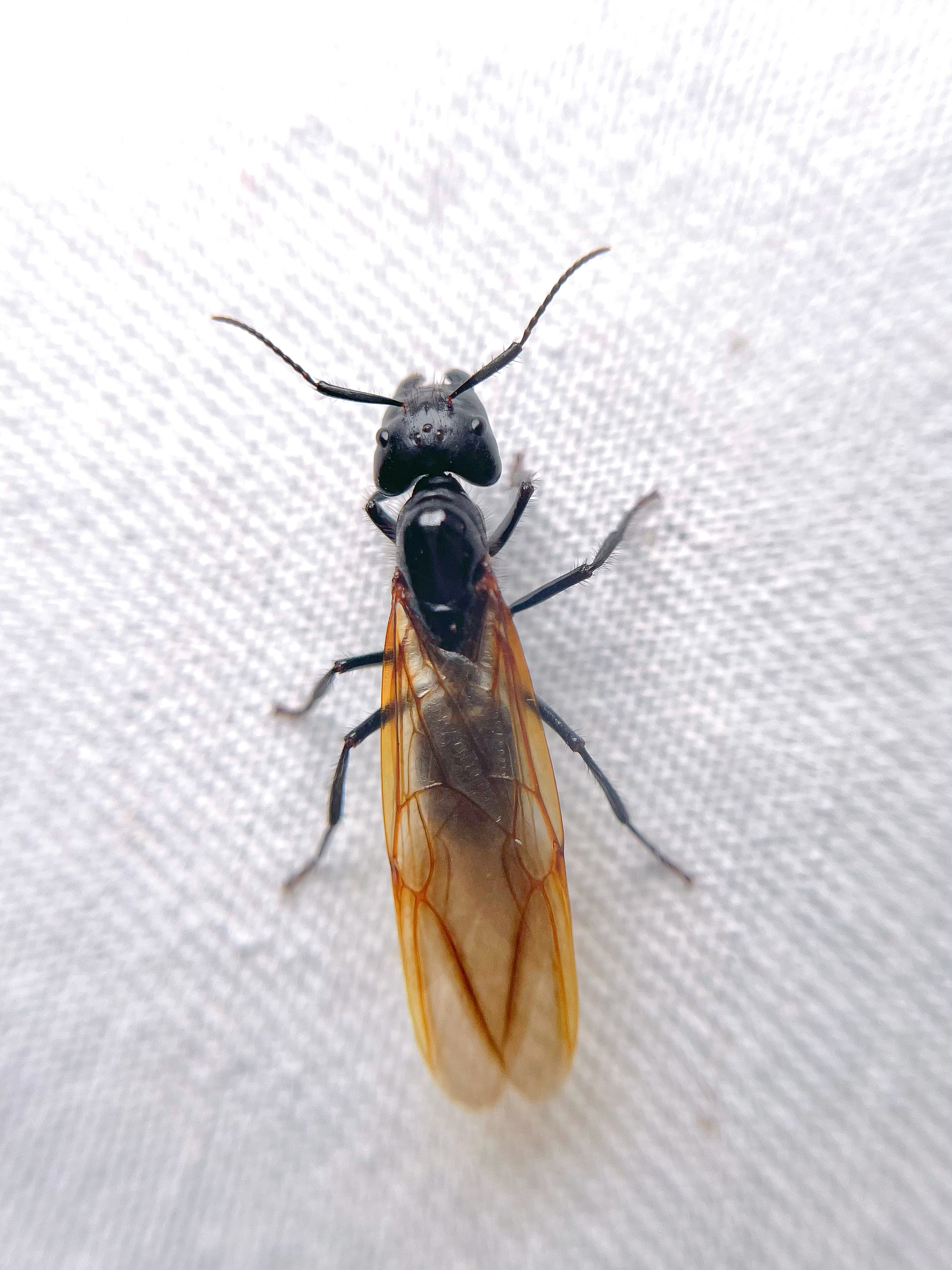 Camponotus satan