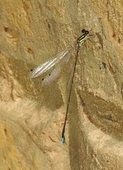 Allocnemis cyanura