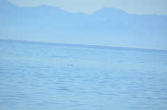 Phoca vitulina richardii