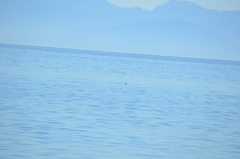 Phoca vitulina richardii