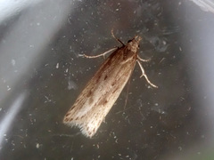 Neofaculta ericetella