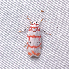 Cyana pseudojavanica