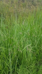 Poa subfastigiata