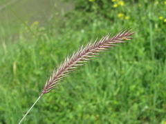 Hordeum brevisubulatum