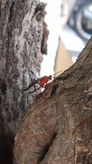 Ichneumonidae
