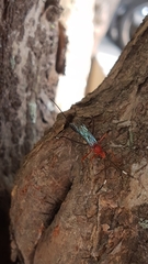 Ichneumonidae
