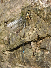 Allocnemis cyanura